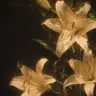 Profile image of Lily
