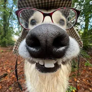 Profile image of JJK - Pick-Me Girls