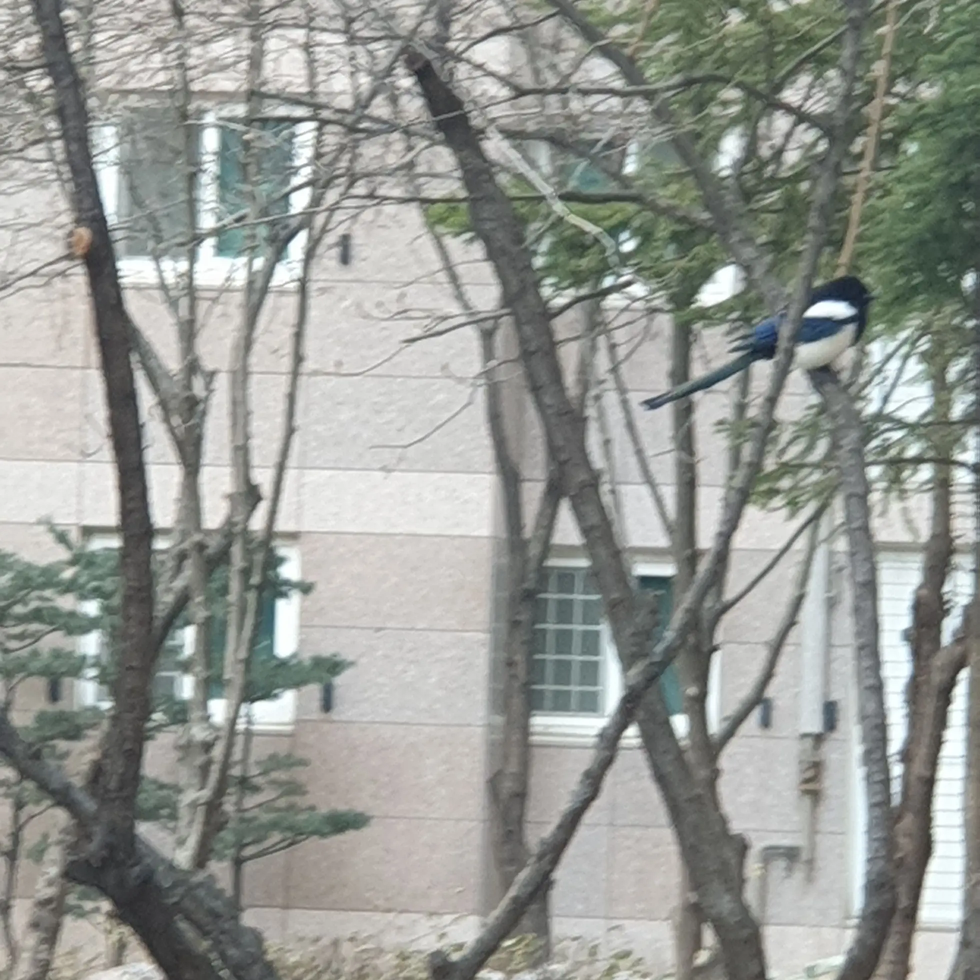 SaiLL의 찐따녀 변신시켜 주기