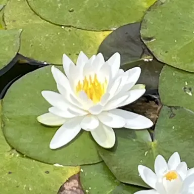 Profile image of 주코