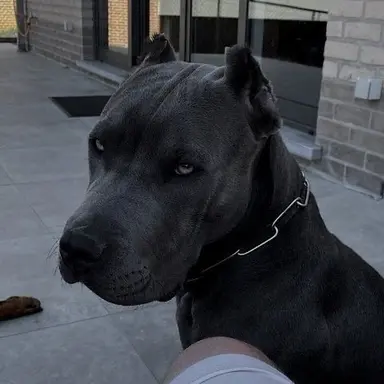 Profile image of King