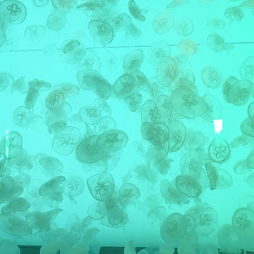 jellyfish.397.의 洗脳とけちゃった