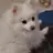 거지애기