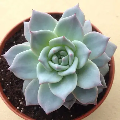 Profile image of 다육이.