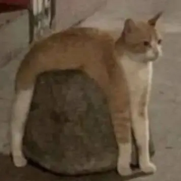 Profile image of Shia