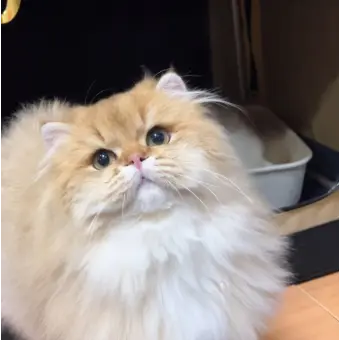 Profile image of 라떼