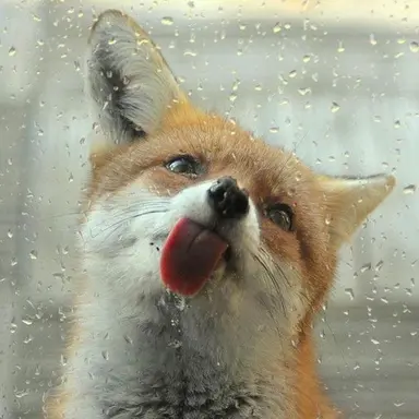 Profile image of 여우