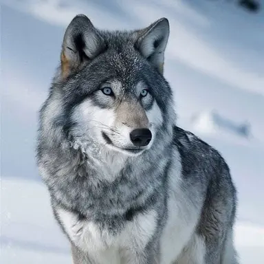 Profile image of 늑대