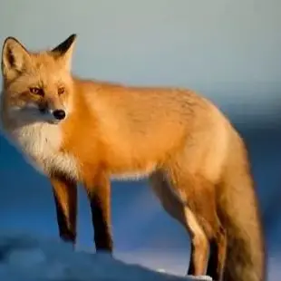 Profile image of 여우