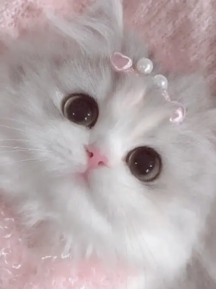 tolom1_xoxo의 完璧執事