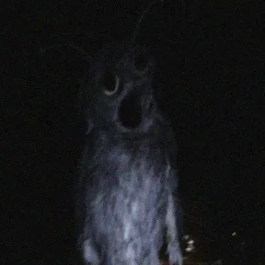 Profile image of 코스튬맨