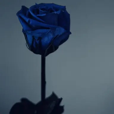 Profile image of 파이브