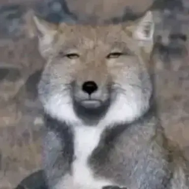 Profile image of 늑대