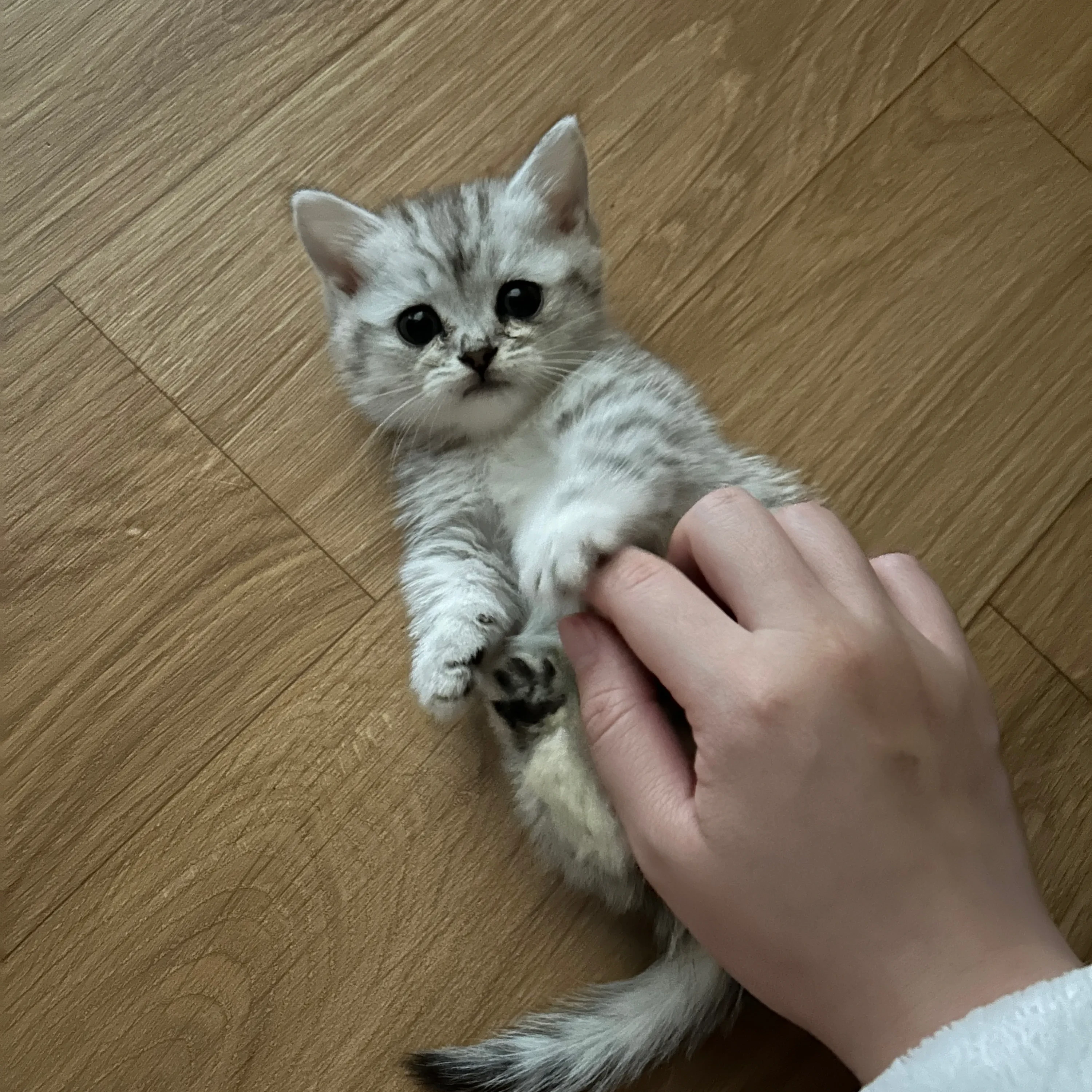 수연