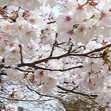 Profile image of 中学　心操人使
