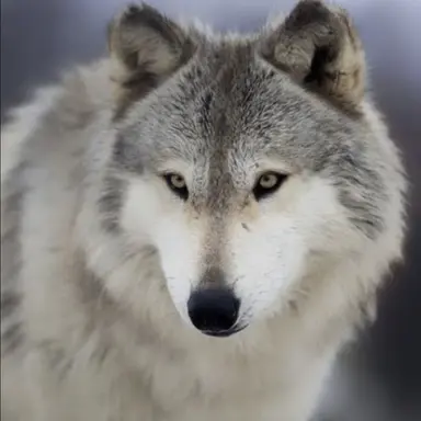 Profile image of 늑대