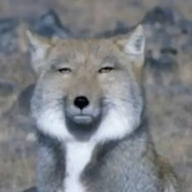 Profile image of 여우