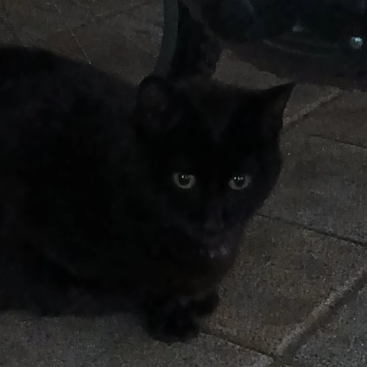 껌둥이