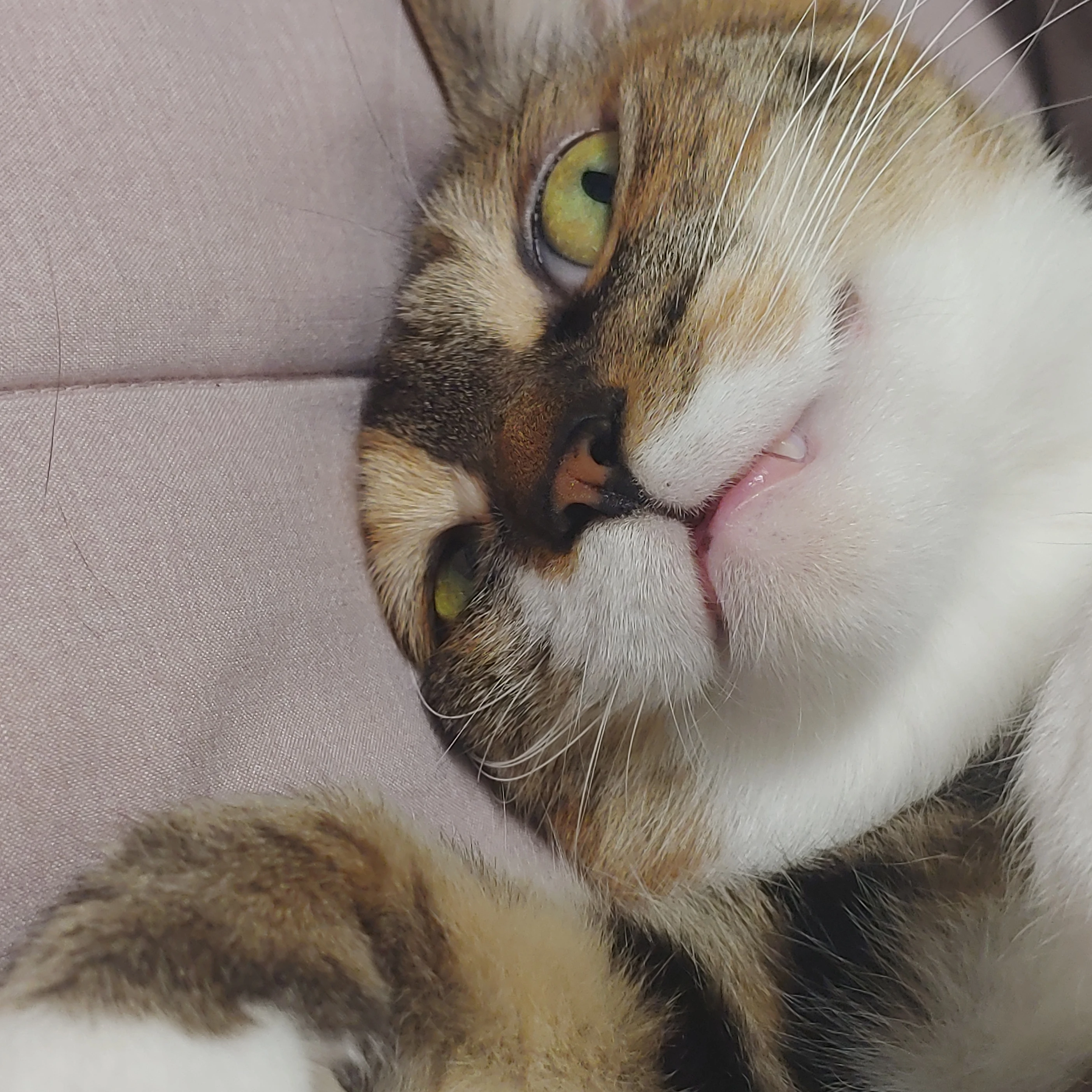 리카 테오