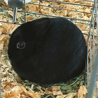 Profile image of 안예한