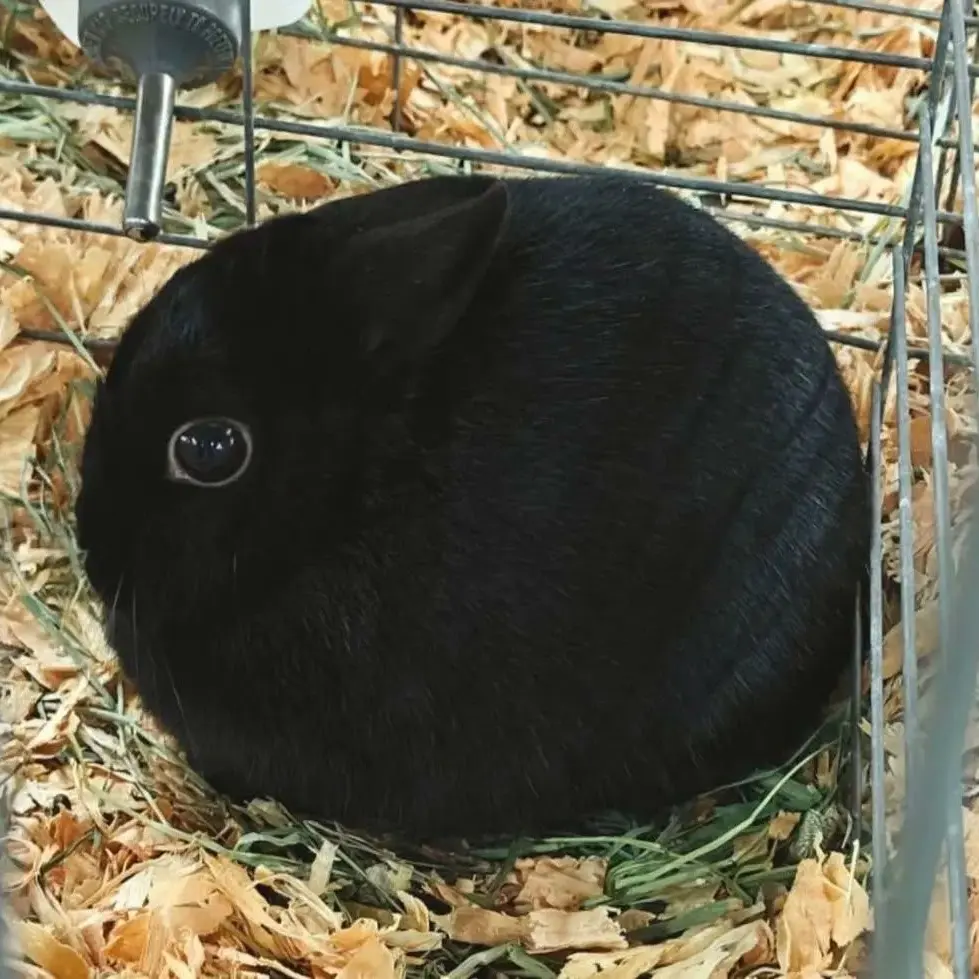 Qmffhq의 안예한
