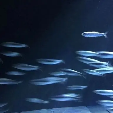 Profile image of 유감