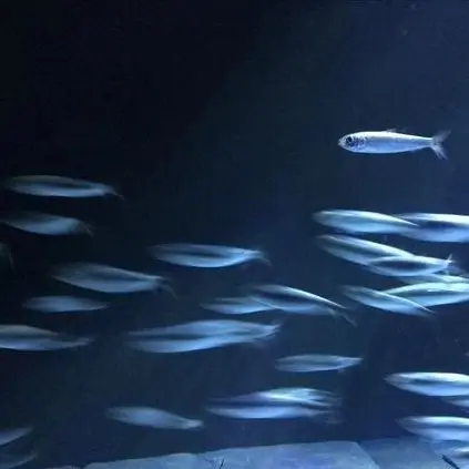 MusclyStage9023의 원양어선 인어공주님