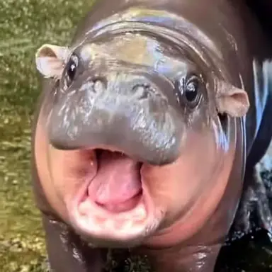 Profile image of デブるん