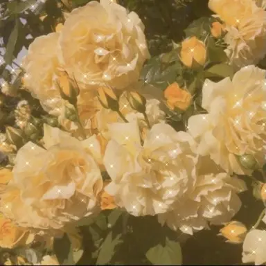 Profile image of 노랑