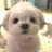 강쥐