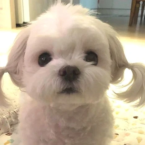 강쥐