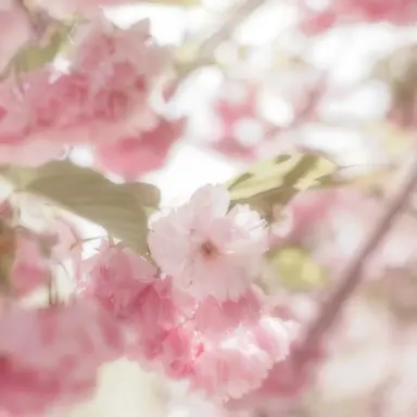 Profile image of ふらんしすこ