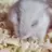 백설이♡♡~