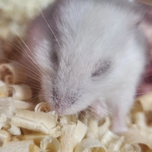 백설이♡♡~