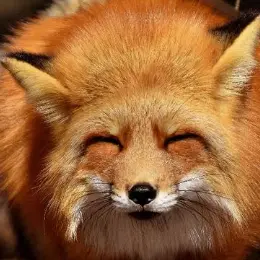 Profile image of 여우