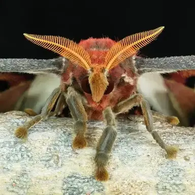 Profile image of 아틀라스 크론