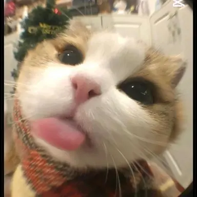 Profile image of 늑대