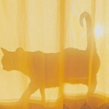 Profile image of 쪼만