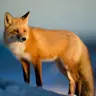 Profile image of 여우