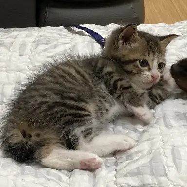 Profile image of 평화핑