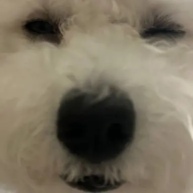 Profile image of 오시온