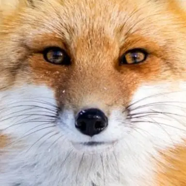 Profile image of 여우