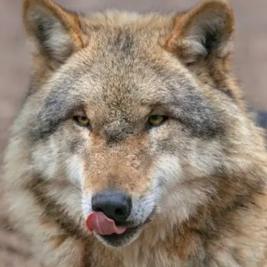 Profile image of 늑대