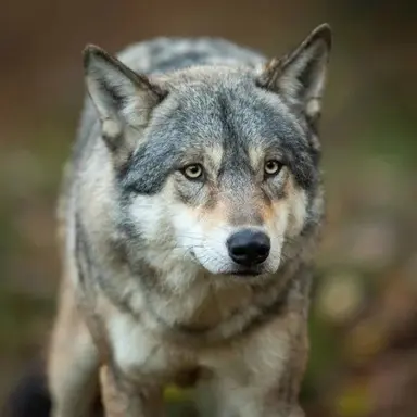 Profile image of 늑대
