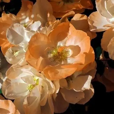 Profile image of 덕개