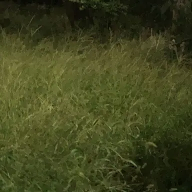 Profile image of 공룡