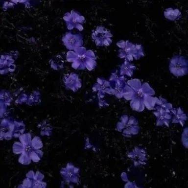 Profile image of 수현