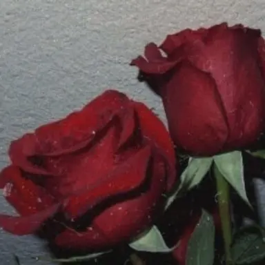 Profile image of 라더