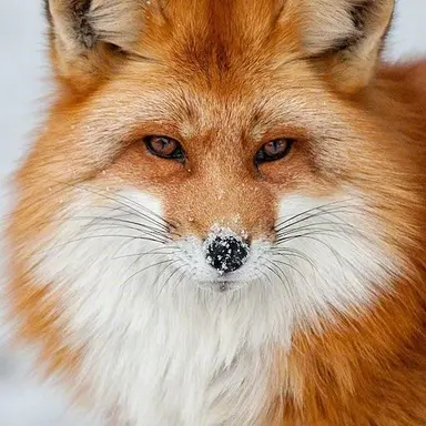 Profile image of 여우