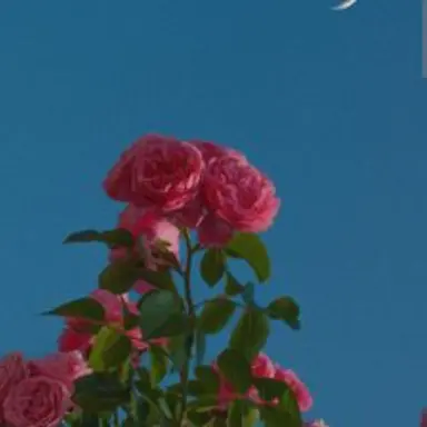 Profile image of 키키